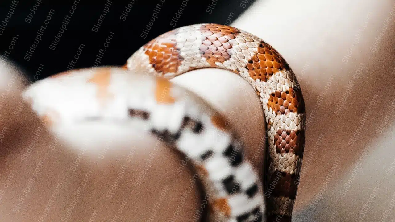 Brown Orange White Snake background image & Google Slides Theme