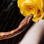 Brown Snake Yellow Rose Black background image & Google Slides Theme