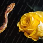 Brown Snake Yellow Rose Black background image_dup & Google Slides Theme