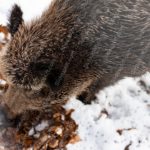 Brown Wild Boar Snowy background image & Google Slides Theme