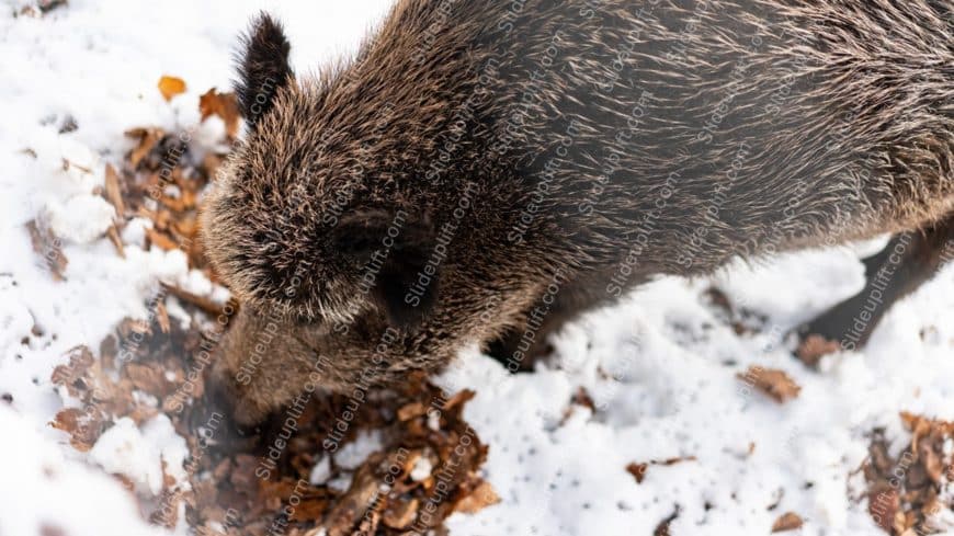 Brown Wild Boar Snowy background image