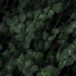 Dark Green Leaves background image & Google Slides Theme