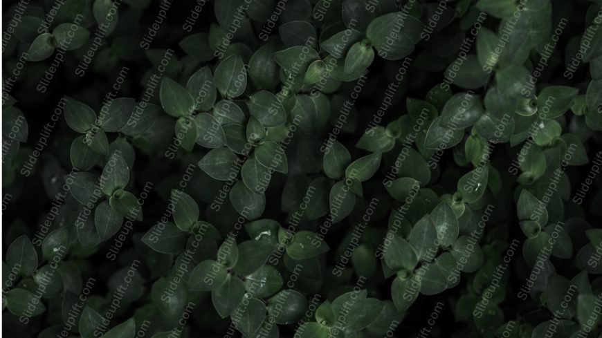 Dark Green Leaves background image