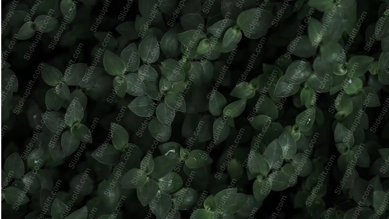 Dark Green Leaves background image & Google Slides Theme