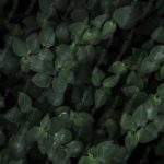 Dark Green Leaves background image_dup & Google Slides Theme