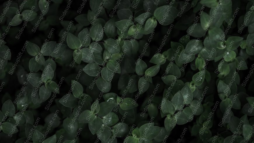 Dark Green Leaves background image_dup