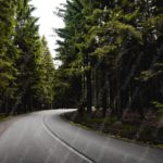 Green Coniferous Trees Grey Road background image & Google Slides Theme