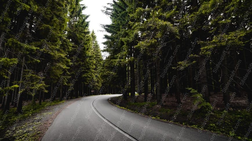 Green Coniferous Trees Grey Road background image