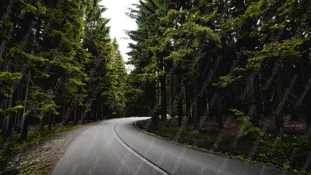 Green Coniferous Trees Grey Road background image & Google Slides Theme