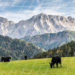 Green Cows Mountain background image & Google Slides Theme