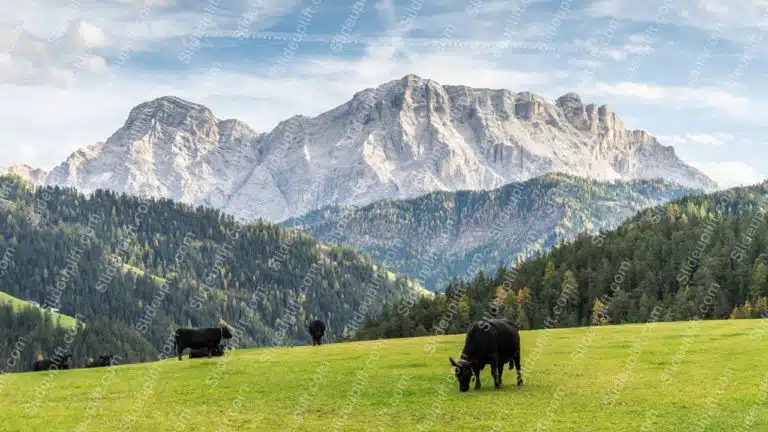 Green Cows Mountain background image & Google Slides Theme