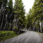 Green Dark Grey Trees Road background image & Google Slides Theme