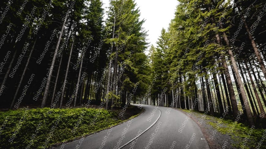 Green Dark Grey Trees Road background image