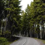 Green Gray Trees Road background image & Google Slides Theme