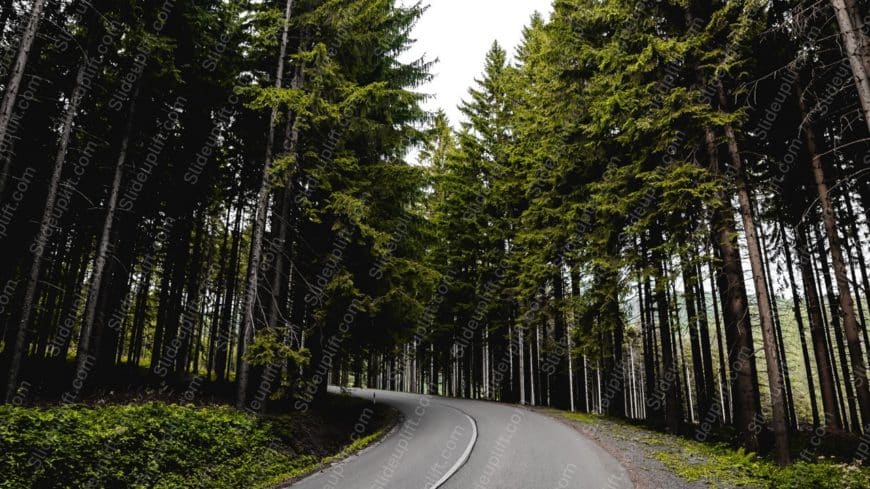 Green Gray Trees Road background image