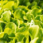 Green Lettuce Leaves background image & Google Slides Theme