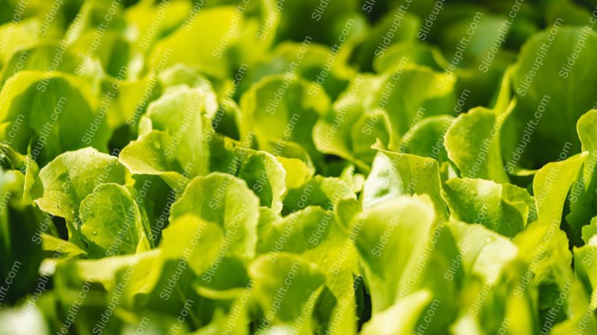 Green Lettuce Leaves background image