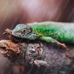 Green Lizard Brown Branch background image & Google Slides Theme