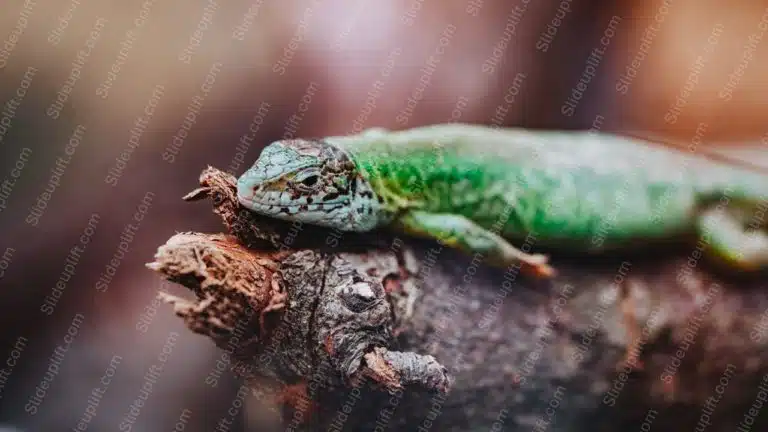 Green Lizard Brown Branch background image & Google Slides Theme