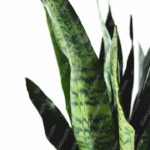 Green Snake Plant Leaves White background image & Google Slides Theme