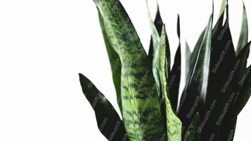 Green Snake Plant Leaves White background image