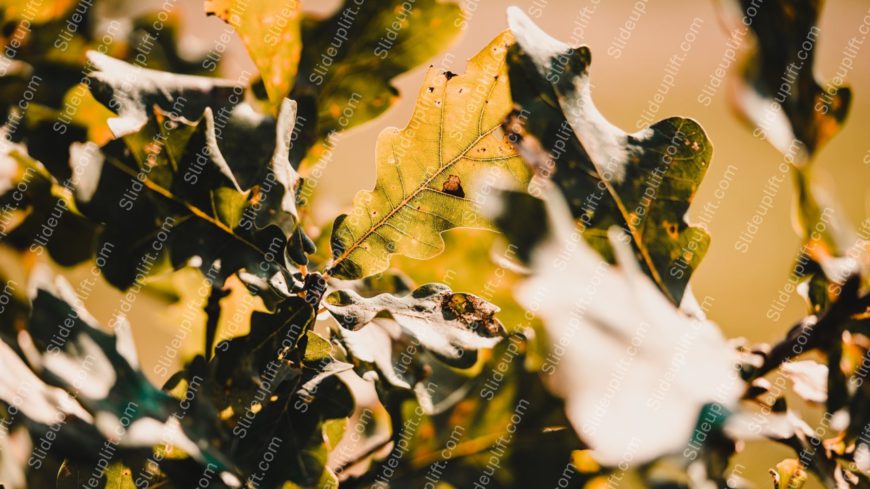 Green Yellow Leaves Nature background image