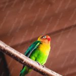 Green Yellow Parrot Brown background image & Google Slides Theme