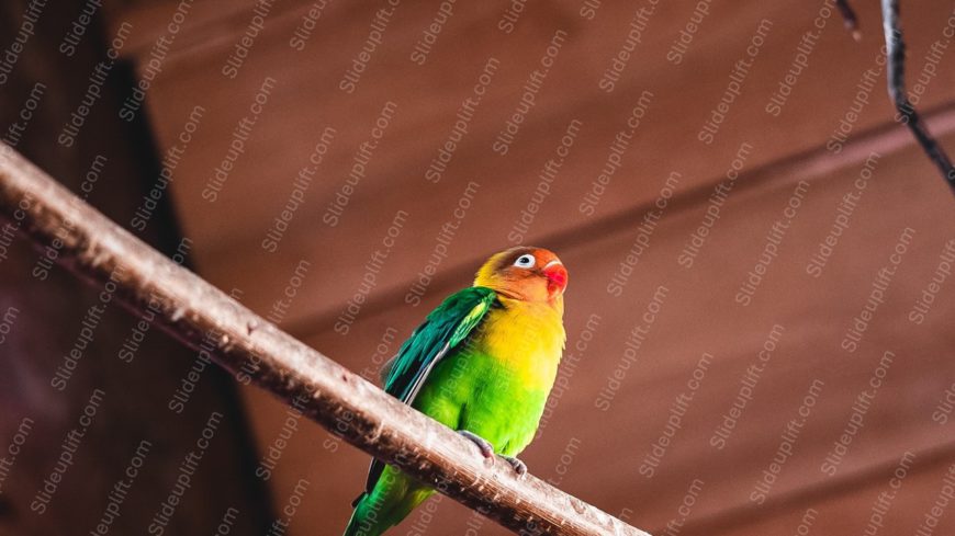 Green Yellow Parrot Brown background image