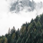 Green Yellow Pine Trees Mountain Fog background image & Google Slides Theme