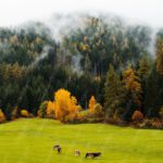 Green field brown cows forest background image & Google Slides Theme