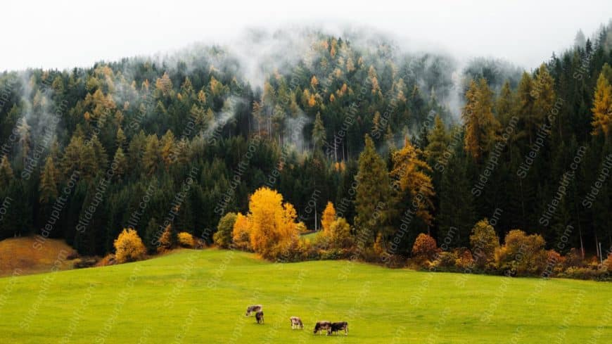 Green field brown cows forest background image