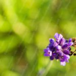 Lavender Bee Green background image & Google Slides Theme