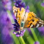 Orange Yellow Butterfly Lavender Flowers background image & Google Slides Theme