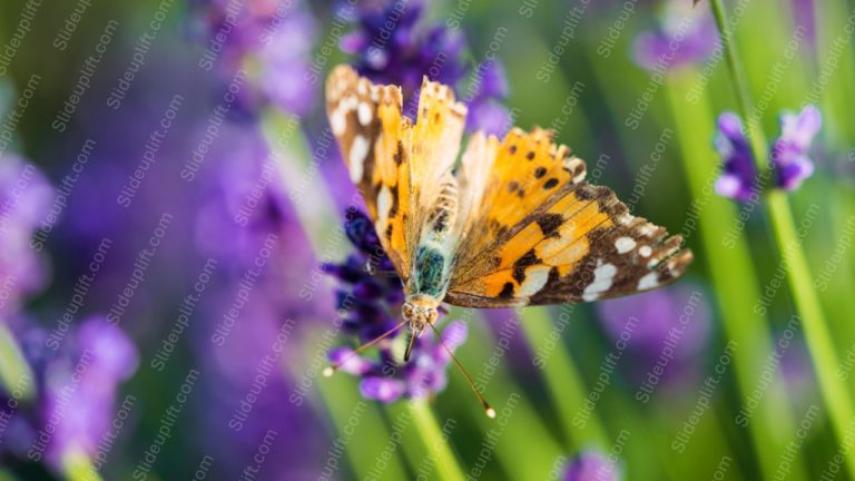 Orange Yellow Butterfly Lavender Flowers background image & Google Slides Theme