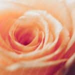 Peach Orange Rose Floral background image & Google Slides Theme