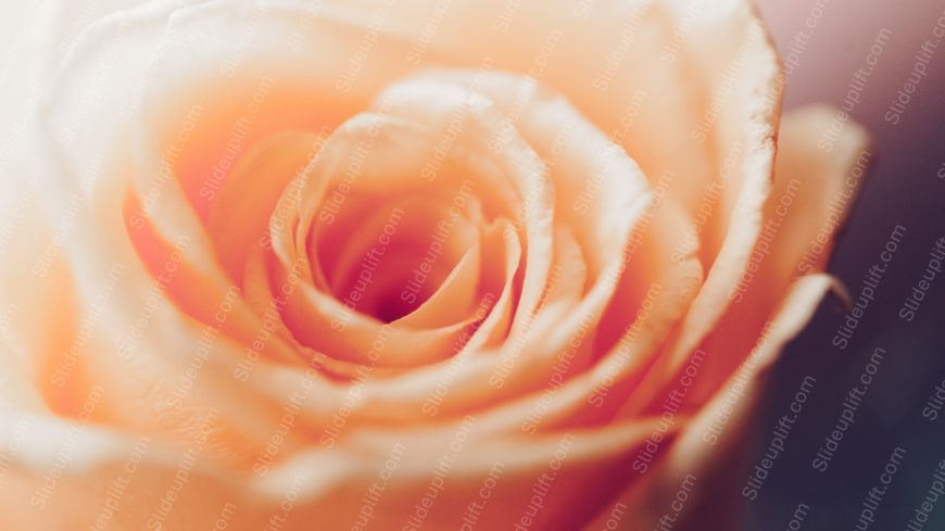 Peach Orange Rose Floral background image