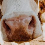 Pink Brown Cow Nose Blurred Nature background image & Google Slides Theme