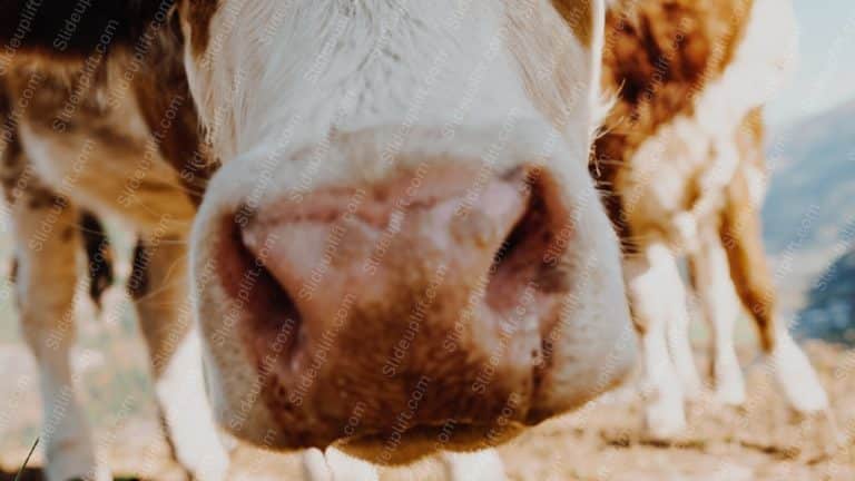 Pink Brown Cow Nose Blurred Nature background image & Google Slides Theme