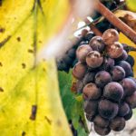 Purple Grapes Yellow Leaves background image & Google Slides Theme