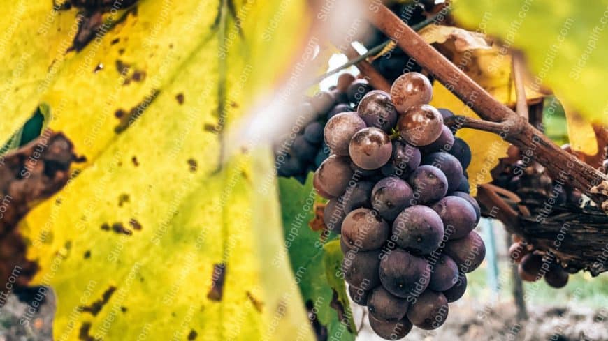 Purple Grapes Yellow Leaves background image