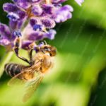 Purple Lavender and Bee Green Bokeh background image & Google Slides Theme