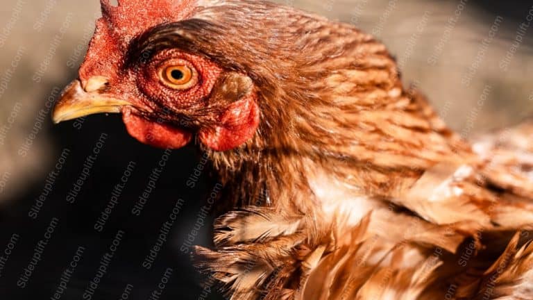 Red Brown Chicken background image & Google Slides Theme