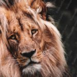 Tawny Brown Lion Dark Green background image & Google Slides Theme