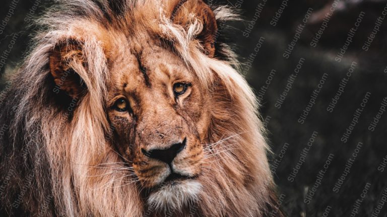 Tawny Brown Lion Dark Green background image & Google Slides Theme