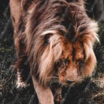 Tawny Lion DarkGreen background image & Google Slides Theme