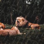 Tawny Lions Green Forest background image & Google Slides Theme