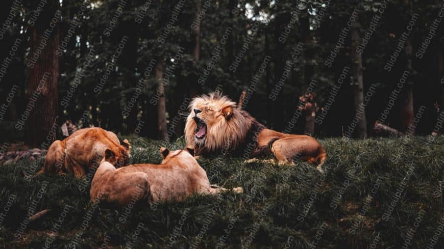 Tawny Lions Green Forest background image