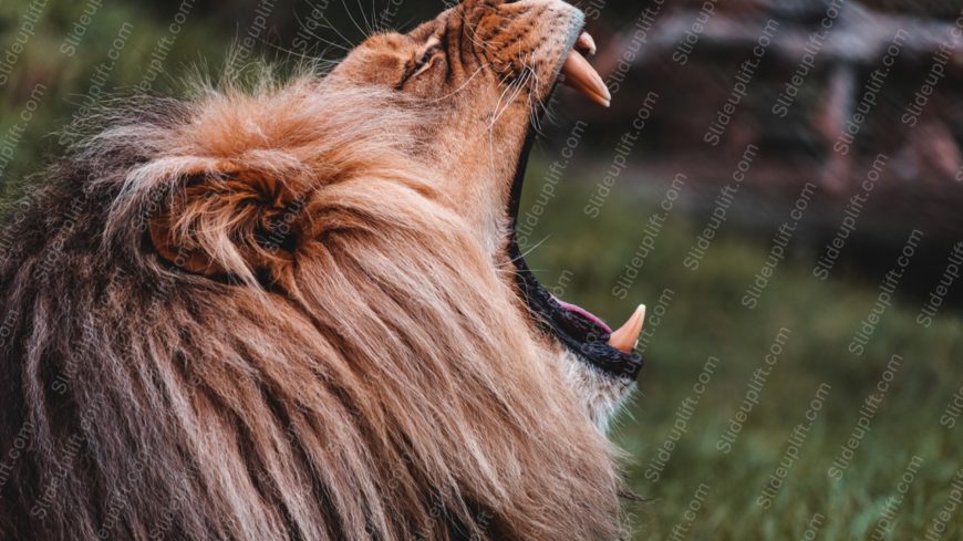 Tawny Mane Lion Greenery background image