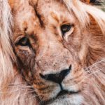 Tawny Sandy Lion Face background image & Google Slides Theme