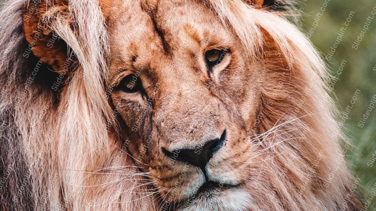 Tawny Sandy Lion Face background image & Google Slides Theme